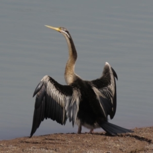 Anhinga novaehollandiae at Coombs, ACT - 5 Mar 2019