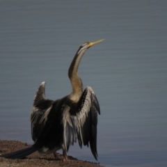 Anhinga novaehollandiae at Coombs, ACT - 5 Mar 2019