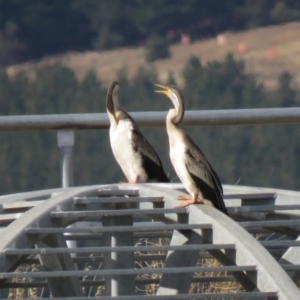 Anhinga novaehollandiae at Coombs, ACT - 5 Mar 2019