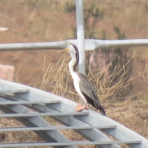 Anhinga novaehollandiae at Coombs, ACT - 5 Mar 2019