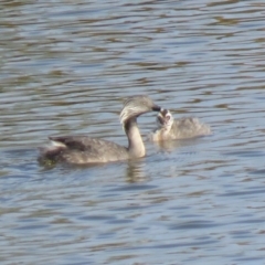 Poliocephalus poliocephalus at Wright, ACT - 5 Mar 2019