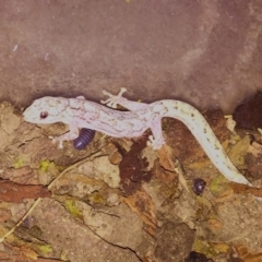 Christinus marmoratus at O'Connor, ACT - 15 Nov 2017 08:46 PM