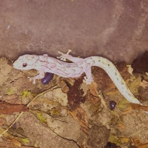 Christinus marmoratus at O'Connor, ACT - 15 Nov 2017 08:46 PM