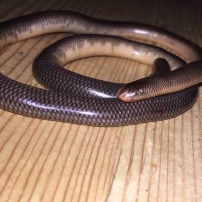 Anilios nigrescens (Blackish Blind Snake) at Acton, ACT - 11 Nov 2017 by AndrewCB