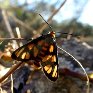 Amata (genus) at Googong, NSW - 6 Mar 2019 05:52 PM