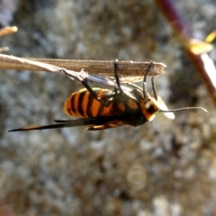 Amata (genus) at Googong, NSW - 6 Mar 2019 05:52 PM