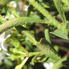 Philotheca trachyphylla at Conder, ACT - 30 Nov 2016