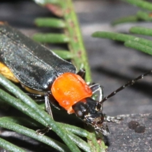 Chauliognathus tricolor at Majura, ACT - 5 Mar 2019 08:02 AM