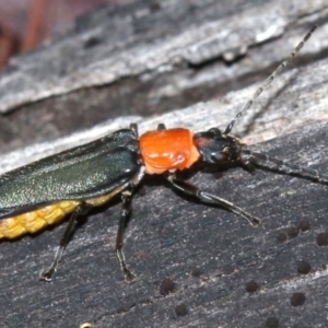 Chauliognathus tricolor at Majura, ACT - 5 Mar 2019