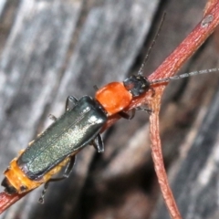 Chauliognathus tricolor at Majura, ACT - 5 Mar 2019