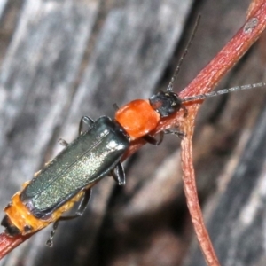 Chauliognathus tricolor at Majura, ACT - 5 Mar 2019 08:02 AM