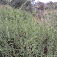 Atriplex semibaccata (Creeping Saltbush) at Tharwa, ACT - 3 Feb 2019 by michaelb