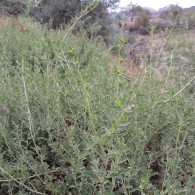 Atriplex semibaccata (Creeping Saltbush) at Tharwa, ACT - 3 Feb 2019 by michaelb