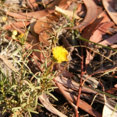 Rutidosis leptorhynchoides (Button Wrinklewort) at Kingston, ACT - 7 Mar 2019 by MichaelMulvaney