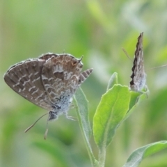 Theclinesthes serpentata at Tharwa, ACT - 3 Feb 2019