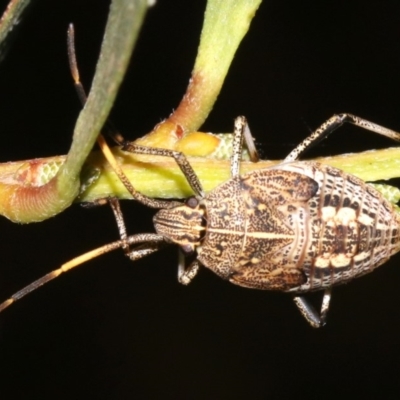 Poecilometis strigatus (Gum Tree Shield Bug) at Rosedale, NSW - 27 Feb 2019 by jb2602