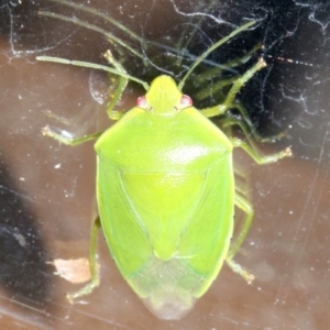 Nezara viridula at Rosedale, NSW - 25 Feb 2019 09:33 PM