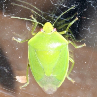Nezara viridula (Green vegetable bug) at Rosedale, NSW - 25 Feb 2019 by jb2602
