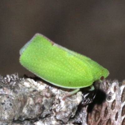 Siphanta sp. (genus) (Green planthopper, Torpedo bug) at Rosedale, NSW - 27 Feb 2019 by jb2602