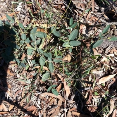 Oxytes brachypoda (Large Tick-trefoil) at Mount Ainslie - 7 Mar 2019 by SilkeSma