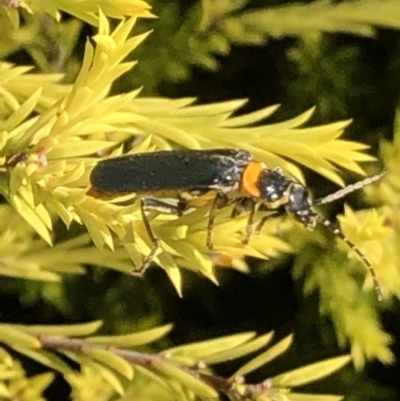 Chauliognathus lugubris (Plague Soldier Beetle) at Lyons, ACT - 7 Mar 2019 by jackQ