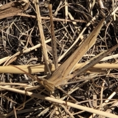 Acrida conica (Giant green slantface) at Lyons, ACT - 7 Mar 2019 by jackQ