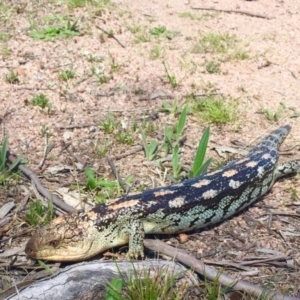 Tiliqua nigrolutea at Rendezvous Creek, ACT - 29 Oct 2017 02:31 PM