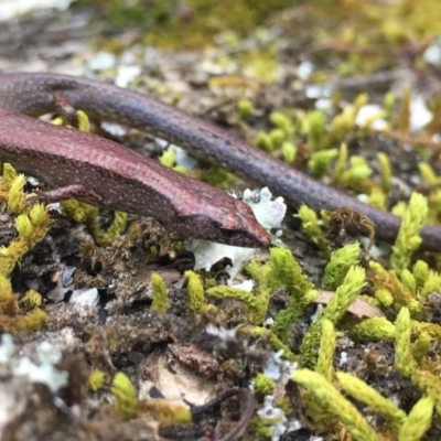 Anepischetosia maccoyi (MacCoy's Skink) at Mongarlowe River - 26 Nov 2017 by AndrewCB