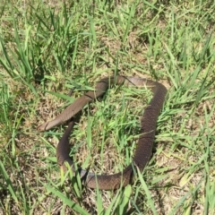 Pseudonaja textilis (Eastern Brown Snake) at Gordon, ACT - 1 Apr 2017 by AndrewCB