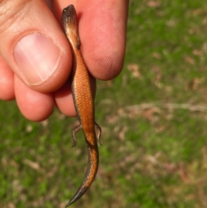 Anepischetosia maccoyi at Monga, NSW - 26 Nov 2017