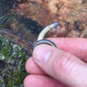 Anepischetosia maccoyi at Monga, NSW - 26 Nov 2017 04:04 PM