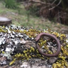 Anepischetosia maccoyi at Monga, NSW - 26 Nov 2017