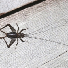 Zaclotathra oligoneura (A cricket) at Rosedale, NSW - 26 Feb 2019 by jb2602