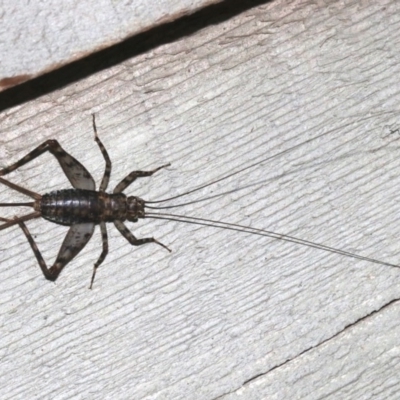 Zaclotathra oligoneura (A cricket) at Rosedale, NSW - 26 Feb 2019 by jbromilow50