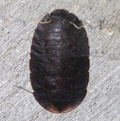 Laxta granicollis at Rosedale, NSW - 26 Feb 2019 by jbromilow50