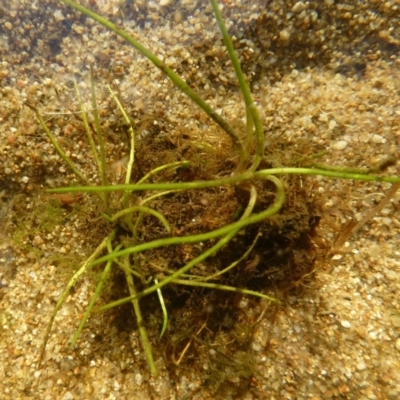 Isoetes muelleri (Quillwort) at Lower Cotter Catchment - 2 Mar 2019 by RWPurdie