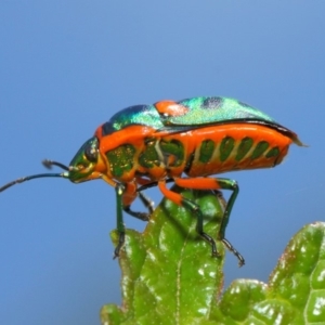 Scutiphora pedicellata at Acton, ACT - 20 Feb 2019