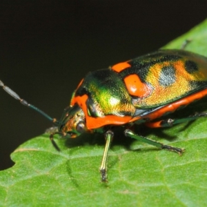 Scutiphora pedicellata at Acton, ACT - 20 Feb 2019 11:44 AM