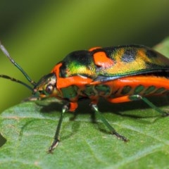 Scutiphora pedicellata at Acton, ACT - 20 Feb 2019 11:44 AM