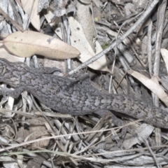 Christinus marmoratus (Southern Marbled Gecko) at Giralang, ACT - 7 Mar 2019 by AlisonMilton