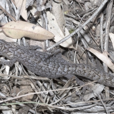 Christinus marmoratus (Southern Marbled Gecko) at Giralang, ACT - 7 Mar 2019 by AlisonMilton