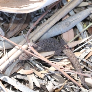 Christinus marmoratus at Giralang, ACT - 7 Mar 2019