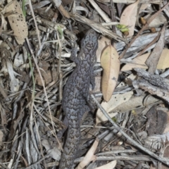 Christinus marmoratus at Giralang, ACT - 7 Mar 2019