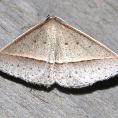 Epidesmia tryxaria (Neat Epidesmia) at Rosedale, NSW - 25 Feb 2019 by jbromilow50