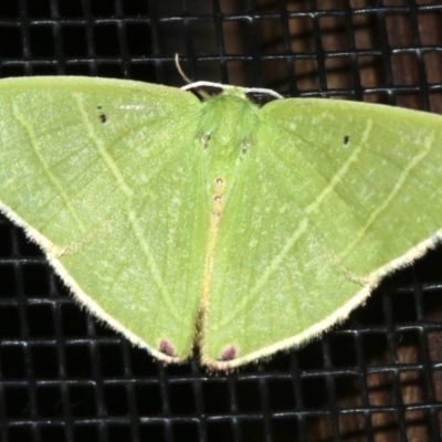 Urolitha bipunctifera (An Emerald moth) at Rosedale, NSW - 25 Feb 2019 by jbromilow50
