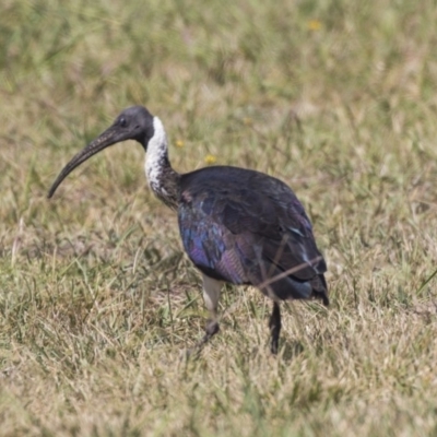 Threskiornis spinicollis (Straw-necked Ibis) at McKellar Wetlands - 7 Mar 2019 by AlisonMilton