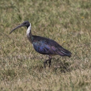 Threskiornis spinicollis at McKellar, ACT - 7 Mar 2019