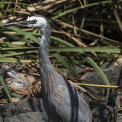 Egretta novaehollandiae (White-faced Heron) at Giralang, ACT - 7 Mar 2019 by Alison Milton