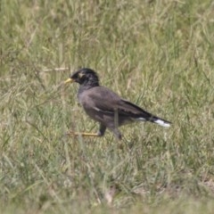 Acridotheres tristis (Common Myna) at McKellar Wetlands - 7 Mar 2019 by AlisonMilton