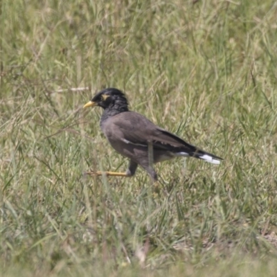 Acridotheres tristis (Common Myna) at McKellar, ACT - 7 Mar 2019 by Alison Milton